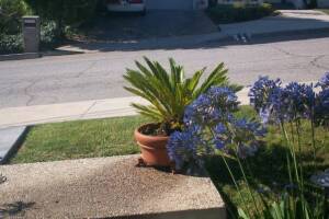 Landscaping Drip System Extension Repairs - Landscaping