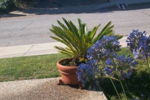 Landscaping Drip System Extension Repairs - Landscaping