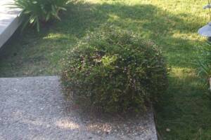 Landscaping Drip System Extension Repairs - Landscaping