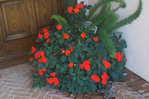 Landscaping Drip System Extension Repairs - Landscaping