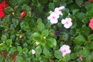 Landscaping Drip System Extension Repairs - Landscaping