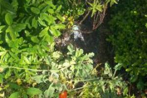 Landscaping Drip System Extension Repairs - Landscaping