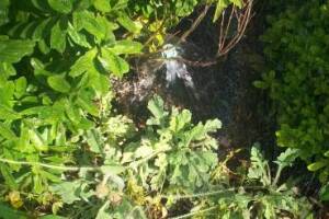 Landscaping Drip System Extension Repairs - Landscaping