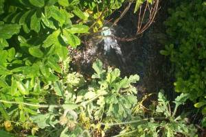 Landscaping Drip System Extension Repairs - Landscaping
