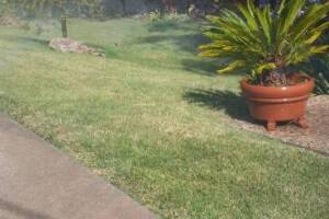 Landscaping Drip System Extension Repairs - Landscaping