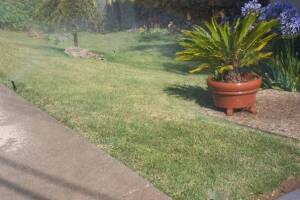 Landscaping Drip System Extension Repairs - Landscaping