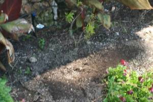 Landscaping Drip System Extension Repairs - Landscaping
