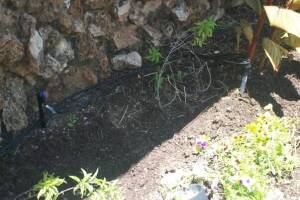 Landscaping Drip System Extension Repairs - Landscaping