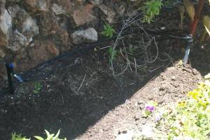 Landscaping Drip System Extension Repairs - Landscaping