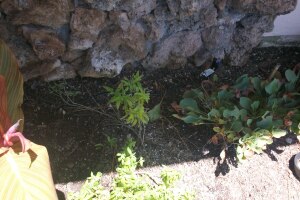 Landscaping Drip System Extension Repairs - Landscaping