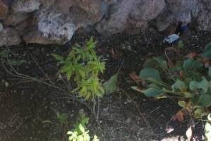 Landscaping Drip System Extension Repairs - Landscaping