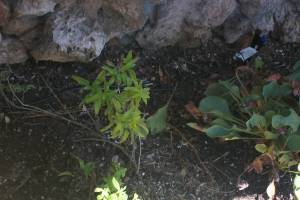 Landscaping Drip System Extension Repairs - Landscaping