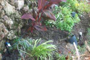 Landscaping Drip System Extension Repairs - Landscaping