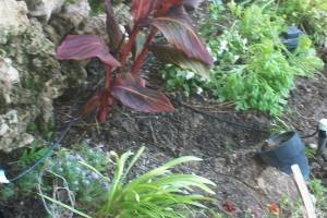 Landscaping Drip System Extension Repairs - Landscaping
