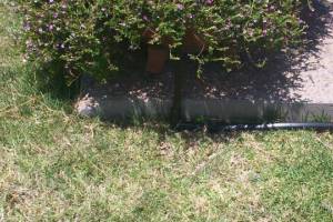 Landscaping Drip System Extension Repairs - Landscaping