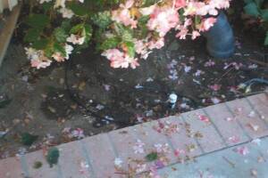 Landscaping Drip System Extension Repairs - Landscaping