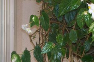 Landscaping Drip System Extension Repairs - Landscaping