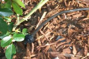 Landscaping Drip System Install Repairs - Landscaping