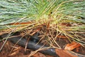 Landscaping Drip System Install Repairs - Landscaping