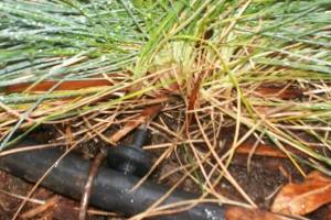 Landscaping Drip System Install Repairs - Landscaping