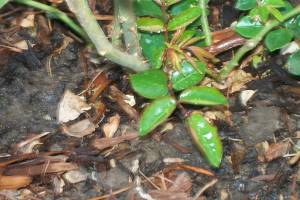 Landscaping Drip System Install Repairs - Landscaping