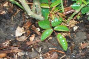 Landscaping Drip System Install Repairs - Landscaping