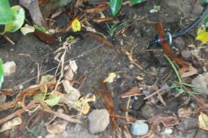 Landscaping Drip System Install Repairs - Landscaping