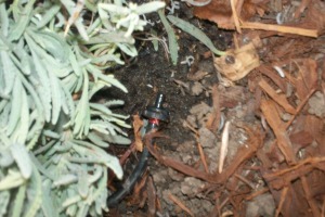 Landscaping Drip System Install Repairs - Landscaping