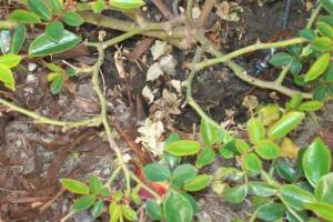 Landscaping Drip System Install Repairs - Landscaping