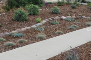Landscaping Drip System Install Repairs - Landscaping