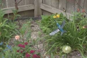 Landscaping Drip System Irrigation Install - Landscaping