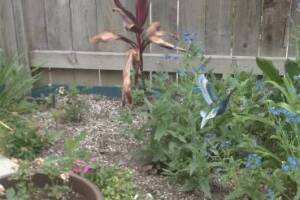 Landscaping Drip System Irrigation Install - Landscaping