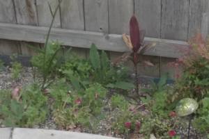 Landscaping Drip System Irrigation Install - Landscaping