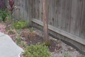 Landscaping Drip System Irrigation Install - Landscaping