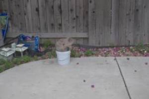 Landscaping Drip System Irrigation Install - Landscaping