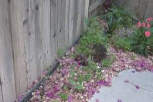 Landscaping Drip System Irrigation Install - Landscaping
