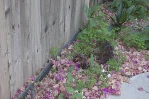 Landscaping Drip System Irrigation Install - Landscaping
