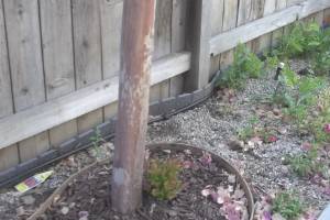 Landscaping Drip System Irrigation Install - Landscaping