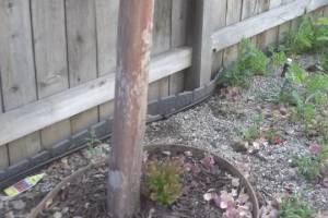 Landscaping Drip System Irrigation Install - Landscaping