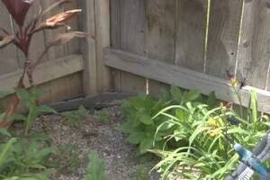 Landscaping Drip System Irrigation Install - Landscaping