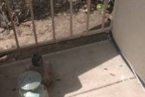 Landscaping Drip System Irrigation Install - Landscaping