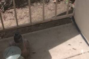 Landscaping Drip System Irrigation Install - Landscaping
