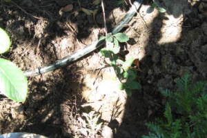 Landscaping Drip System Leak Repair - Landscaping