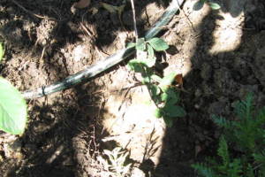 Landscaping Drip System Leak Repair - Landscaping