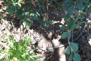 Landscaping Drip System Leak Repair - Landscaping