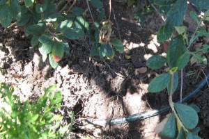 Landscaping Drip System Leak Repair - Landscaping