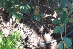 Landscaping Drip System Leak Repair - Landscaping