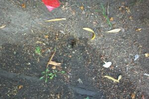 Landscaping Drip System Underground Repairs - Landscaping