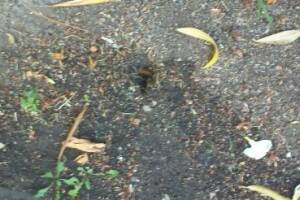 Landscaping Drip System Underground Repairs - Landscaping