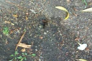 Landscaping Drip System Underground Repairs - Landscaping